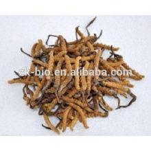 Chinese Wild Cordyceps Polysaccharide Cordceps Sinensis Extract